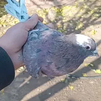 سرول|پرنده|ایجرود, |دیوار