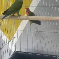 کوتوله برزیلی مولد