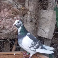 دوبر صید شده