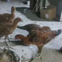 خروس و مرغ لاری