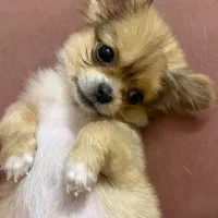 ۴ماهه*ماده