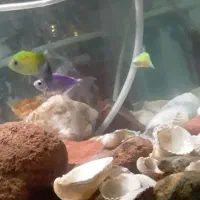 ماهیکالرفیش|ماهی|مشگین شهر, |دیوار