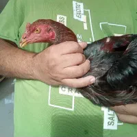 مرغ و خروس لاری|حیوانات مزرعه|لوندویل, |دیوار