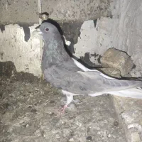 کفتر سینه|پرنده|شیراز, نصر|دیوار