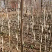 فروش نهال گردو به قیمت باور نکردنی