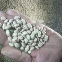 لوبیا چیتی تازه درجه یک