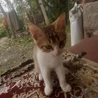 واگذاری رایگان گربه|گربه|ماسال, |دیوار