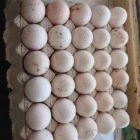 تخم بوقلمون محلی نطفه دار