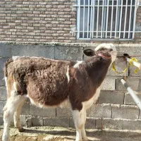 گوساله ماده مونت بیلیارد جنس شیری.تلیسه.گاو