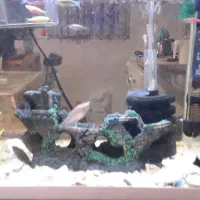 ماهی گوپی|ماهی|تهران, وحیدیه|دیوار