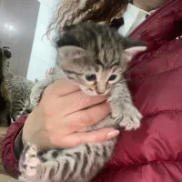 واگذاری بچه گربه