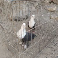 یک جفت کله سفید|پرنده|سبزوار, قصبه اب یمین|دیوار