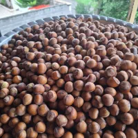 فروش فندوق تک و دو پوست اشکور
