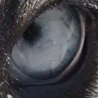 سگ هاسکی دوبرمن