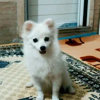 پامرین ۵ماه سایز کوچیک|سگ|فردیس, شهرک شهید حسینی|دیوار