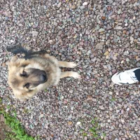 طوله ژرمن هاسکی|سگ|کوچصفهان, |دیوار