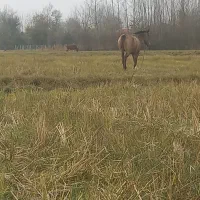 اسب‌مادیان