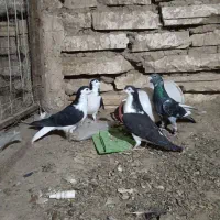 کفتر بوم|پرنده|مشهد, شهرک شیرین|دیوار