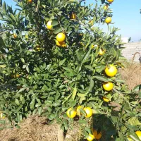 فروش زمین با کاربری تجاری- مسکونی تازه آباد چالوس