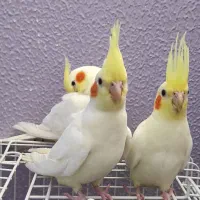 عروس هلندی لوتینو دوماه دستی|پرنده|جرقویه, |دیوار