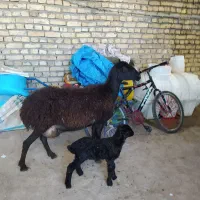 سه عدد میش بره جوان فروشی