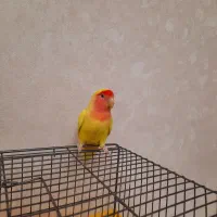 طوطی برزیلی|پرنده|تهران, گرگان|دیوار