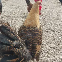 مرغ وخروس براکل