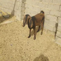 بز مری|حیوانات مزرعه|زهک, |دیوار