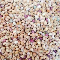 لوبیاچیتی ایرانی اقتصادی کیلو ۲۳۰۰۰۰ تومان