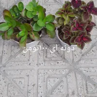 گل طبیعی