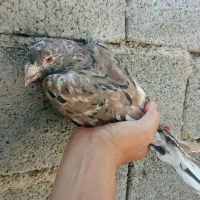 سرور شکلاتی عتیغه طوقی یال