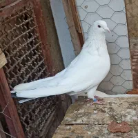 تهرانی پرشی ساعت سنگین