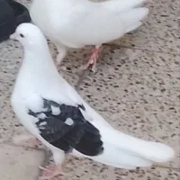 کبوتر