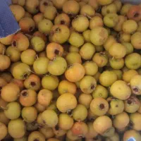 سیسه فقط تا فردا کیلویی 60تومن حراج