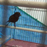 قناری ماده کبالت سرخ