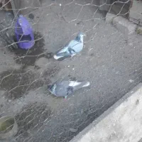 ساده امری ساده با سده افغانی کاکلی  جوجه ساده زرد