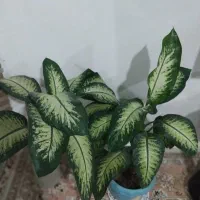 گل های زیبا|گل و گیاه طبیعی|سنقر, |دیوار