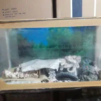 آکواریوم|ماهی|خرم‌آباد, |دیوار