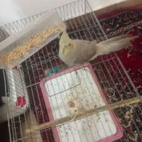 عروس هلندی سالم‌به فروش میرسد