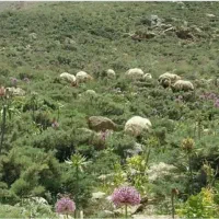گوسفند تراز