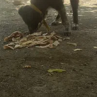 سگ قدرجونی دهن پاک جونوری|سگ|فریدونشهر, |دیوار