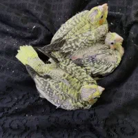 جوجه عروس هلندی مرواریدی زعفرونی|پرنده|شیراز, کرونی(خاتونک)|دیوار