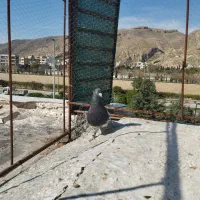 ۳تا کفتر بهبهونی نر