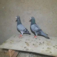جفت نر کیلومتری