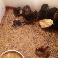 فرش مرغ گلین، جوجه گلین و خروس گلین. مامونیه|حیوانات مزرعه|زرندیه, |دیوار