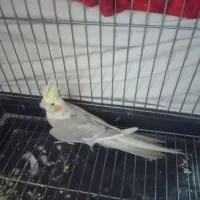 عروس ماده|پرنده|شهریار, شهرک بهاران (ویره)|دیوار