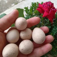 تخم بلدرچین کوهی نطفه دار
