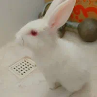 خرگوش سفید|موش و خرگوش|یزد, |دیوار