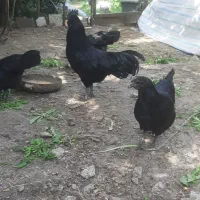 حراج مرغ و خروس آیام سمانی|حیوانات مزرعه|لاهیجان, لیل|دیوار