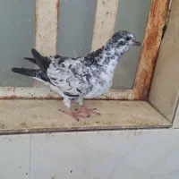 جوجه سینه سفید وگوره